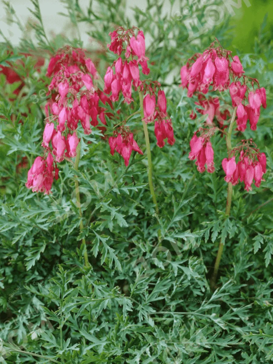 Дицентра исключительная Stuart Boothman