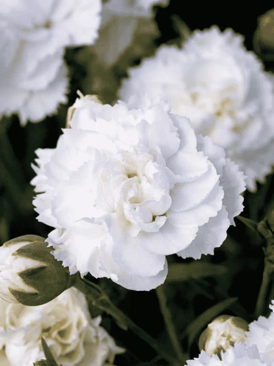 Гвоздика Colores Zuri