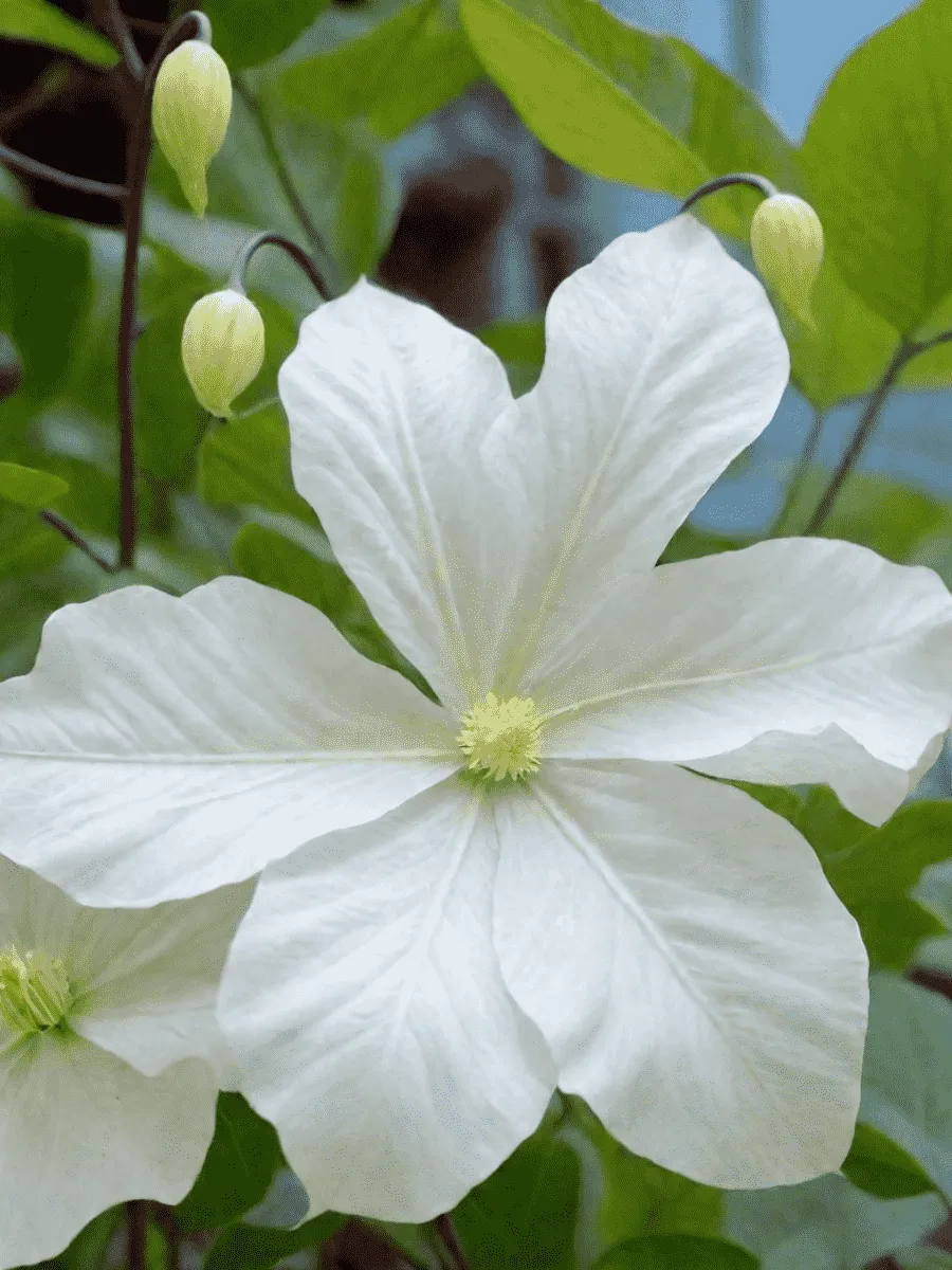 Клематис  Snow Storm
