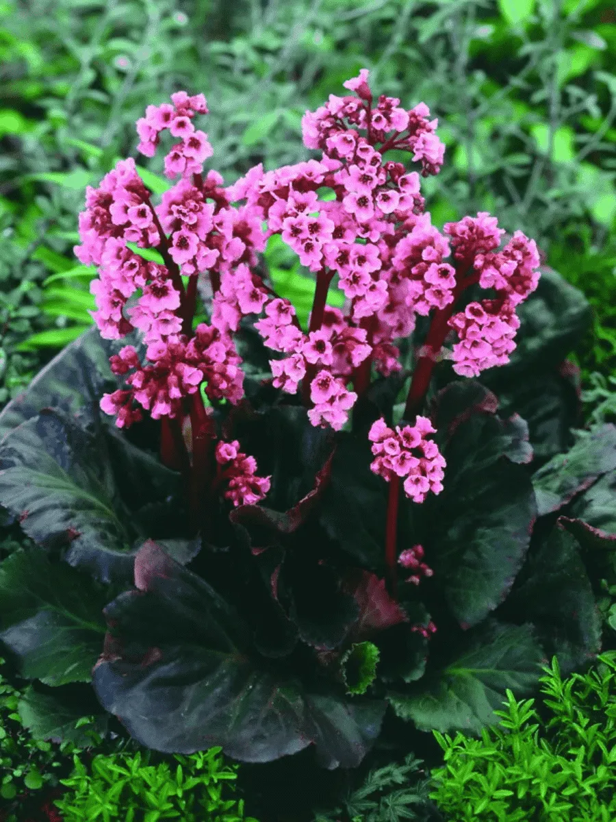 Бадан гибридный Dark Margin