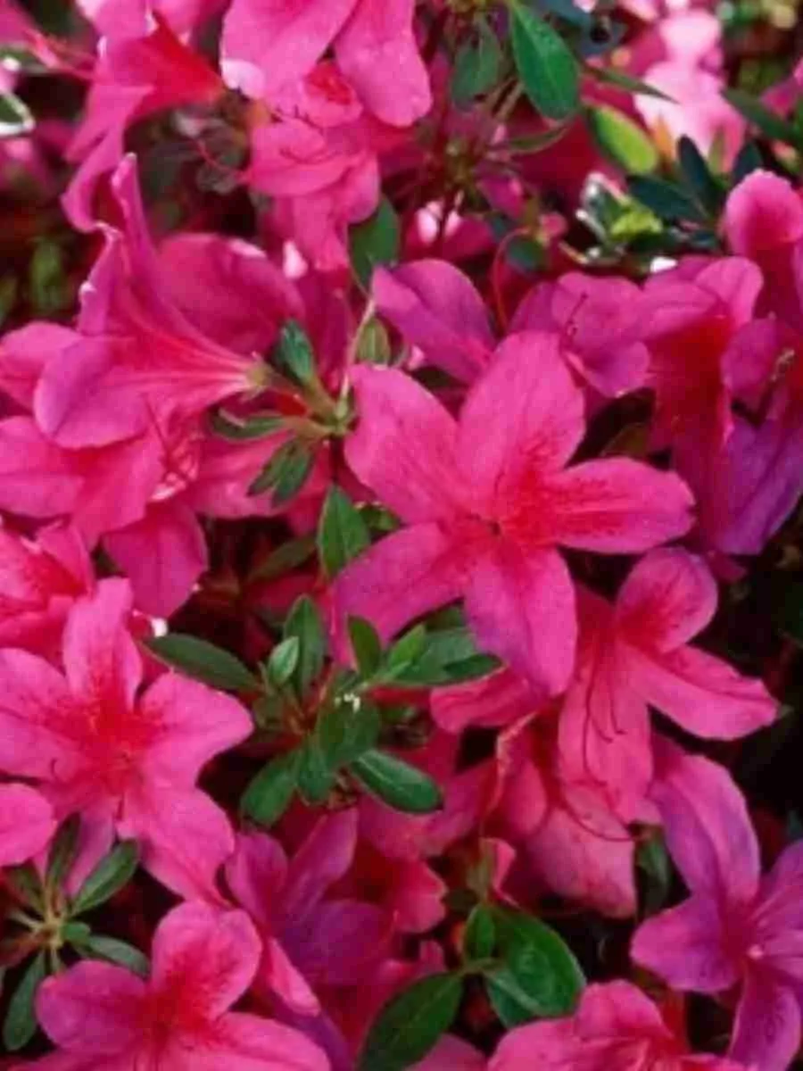 Азалия японская Toreador