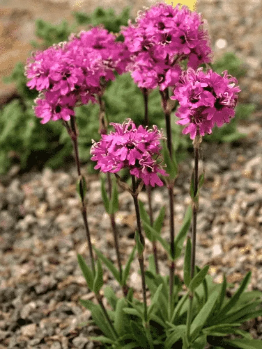 Лихнис альпийский