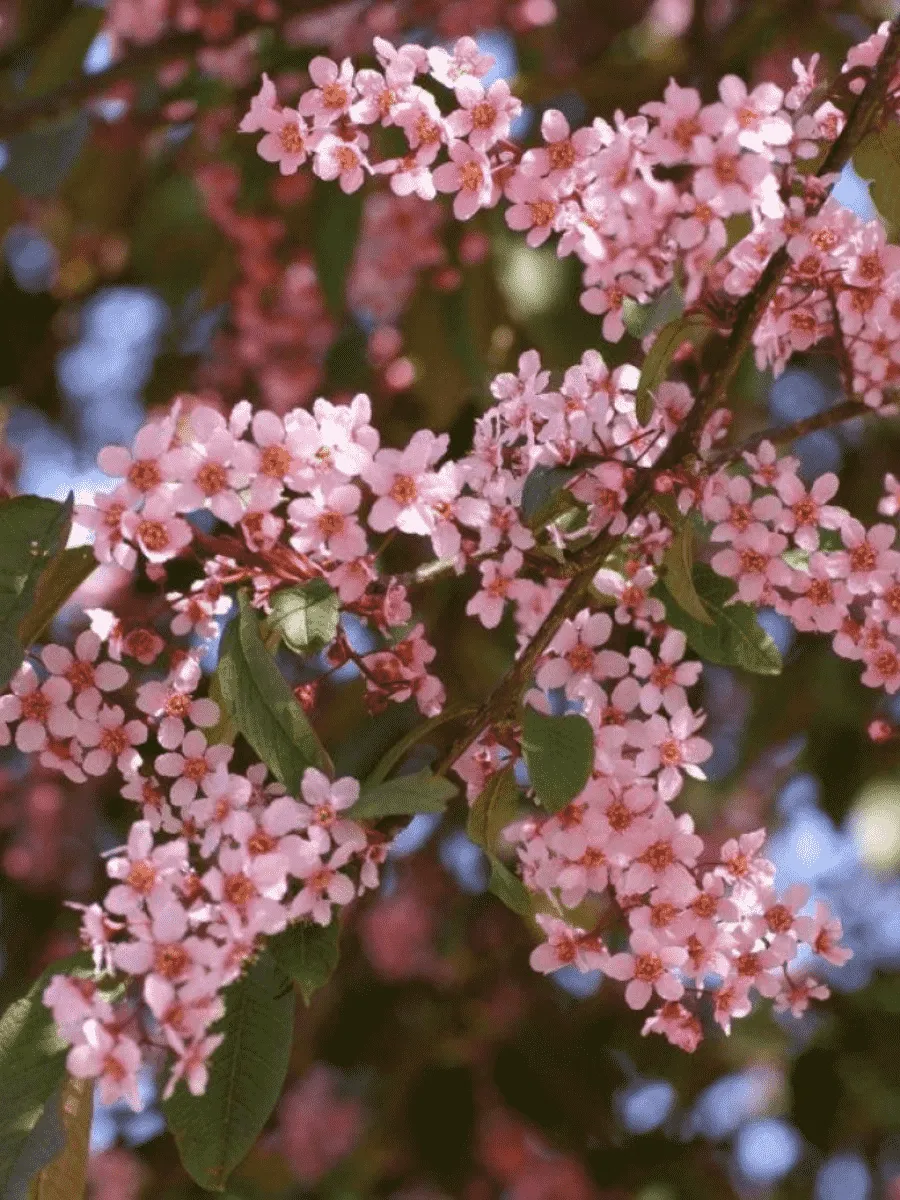 Черемуха обыкновенная Colorata