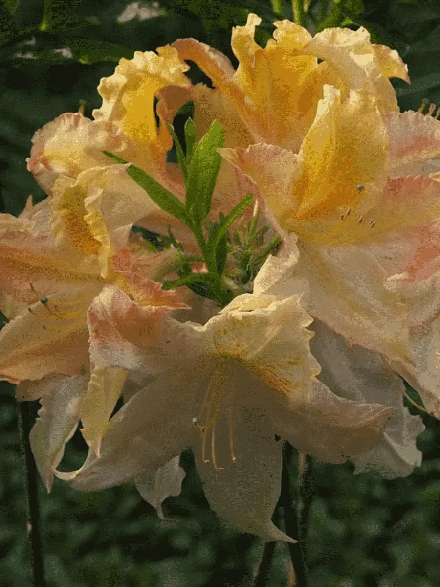 Азалия Windsor Sunbeam