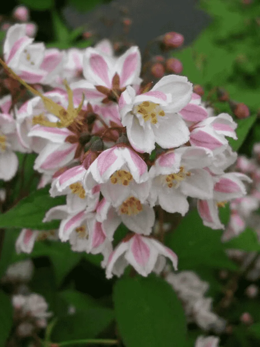 Дейция пурпурная Kalmiflora