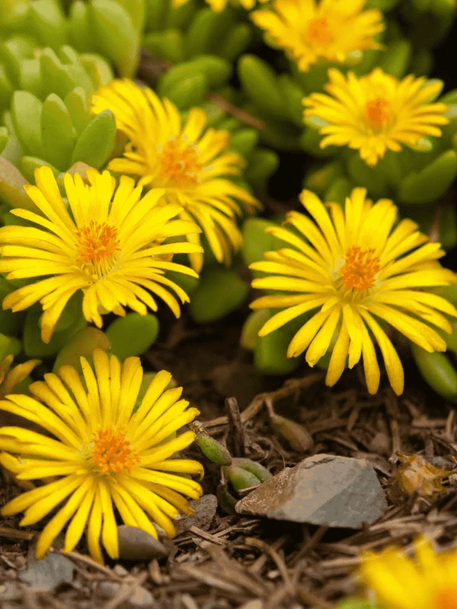 Делосперма Купера Yellow