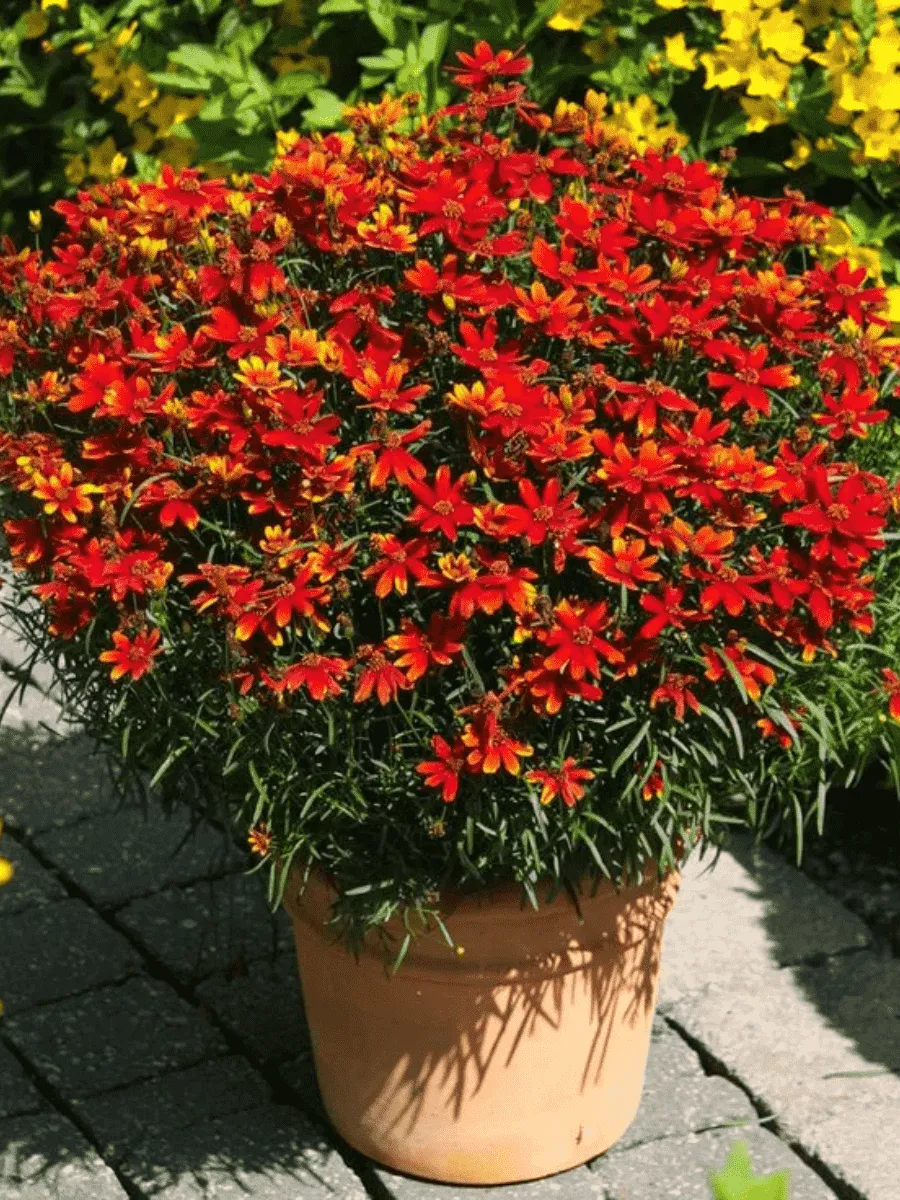 Кореопсис мутовчатый Ladybird