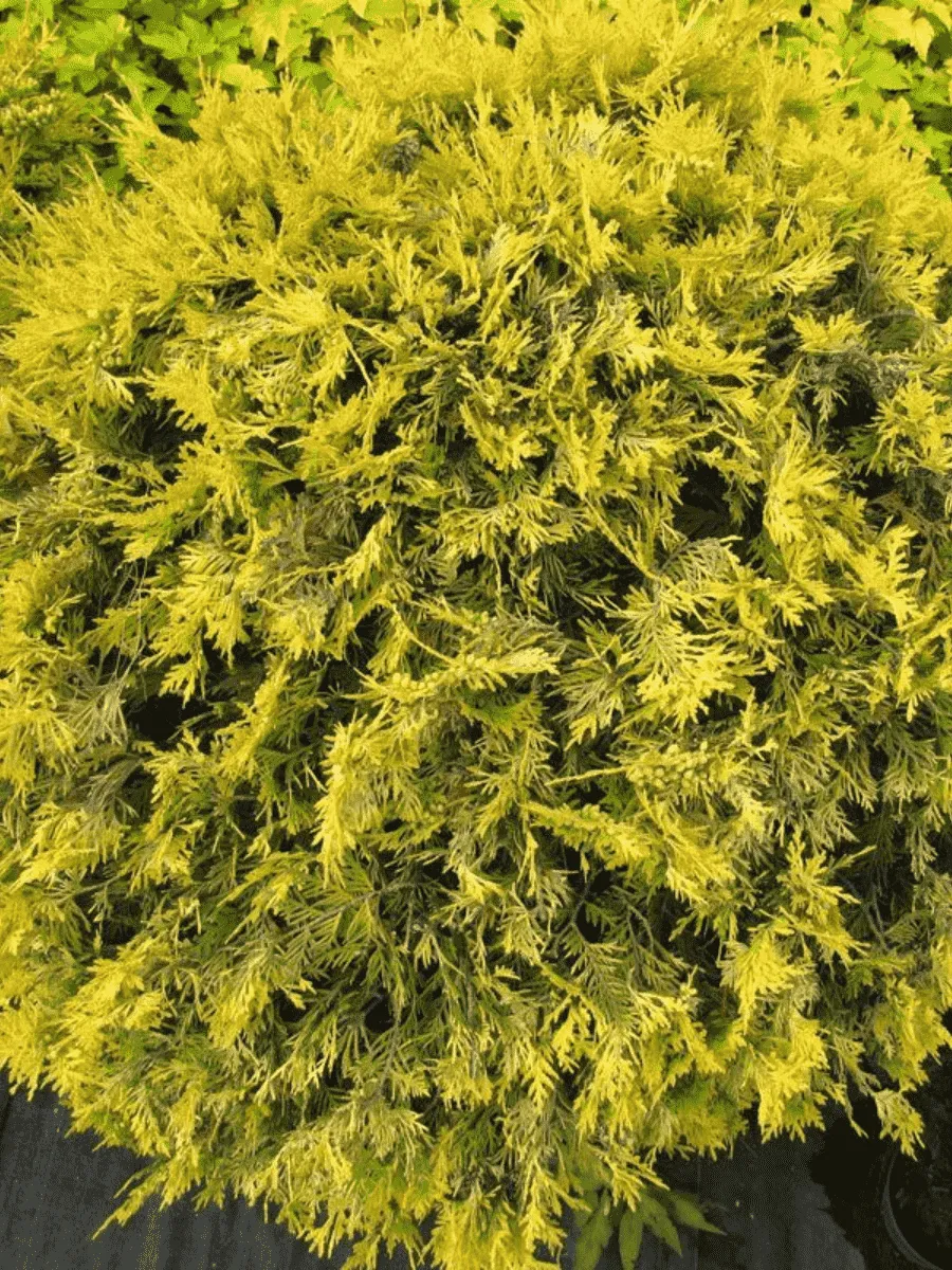 Туя западная Golden Globe