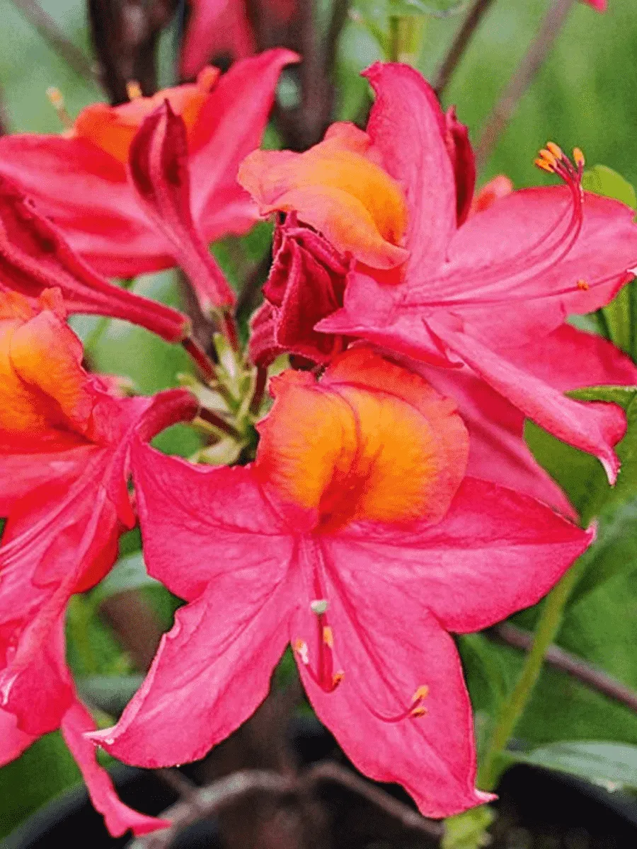 Азалия крупноцветковая Tunis