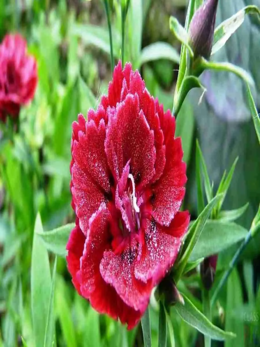 Гвоздика садовая Rubra Plena