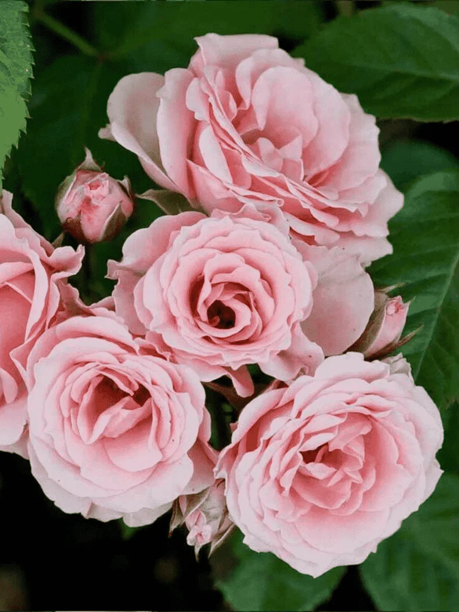 Роза спрей Lydia