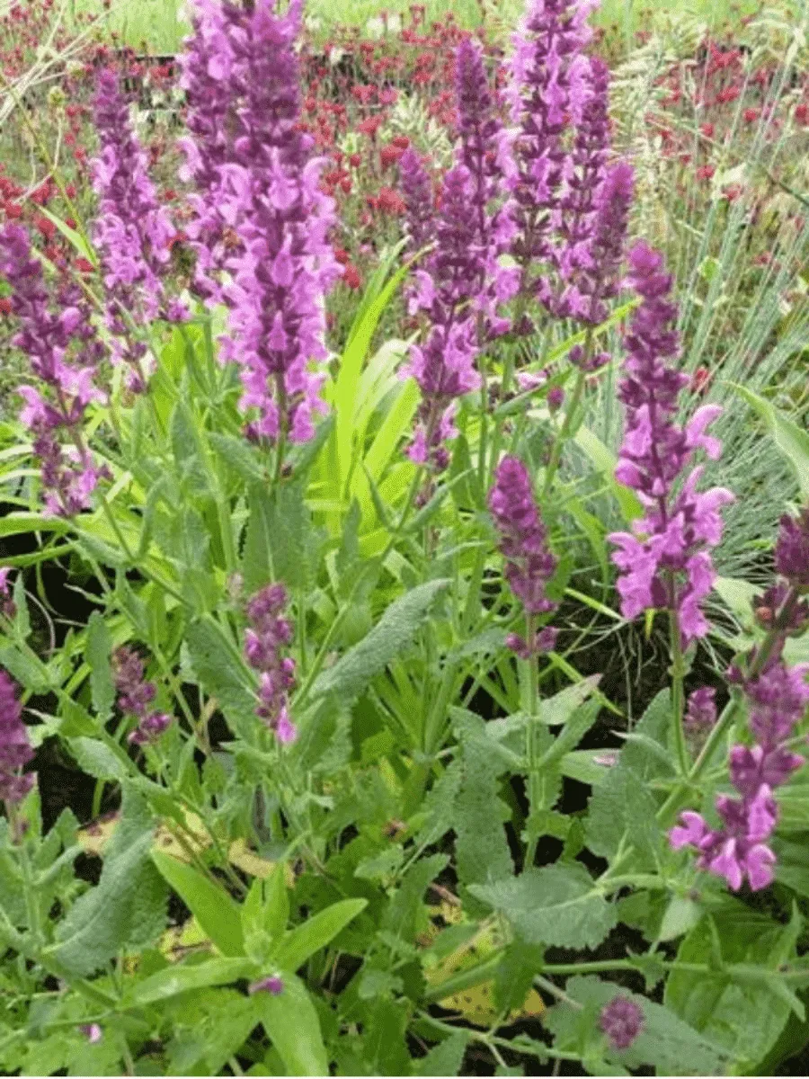 Шалфей дубравный Synchro Pink