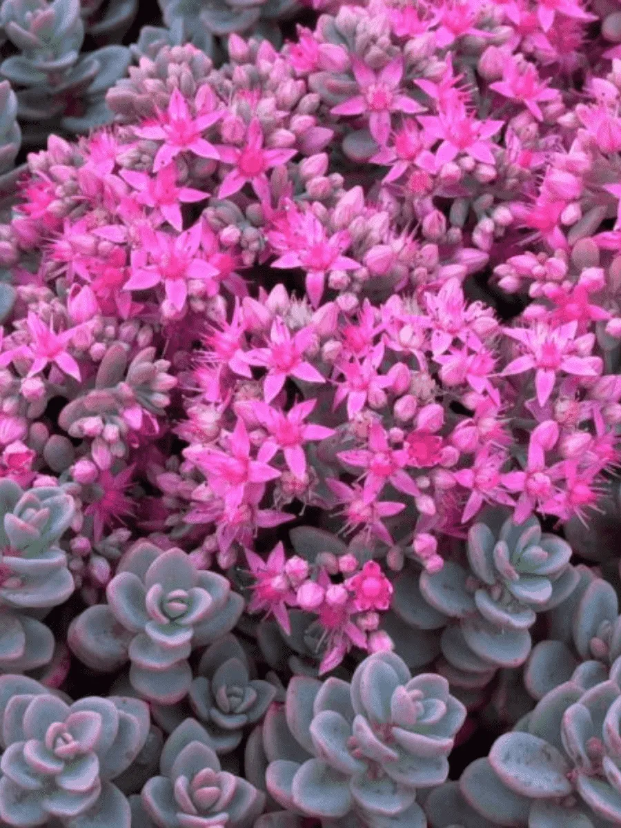 Очиток голостебельный Sakhalin