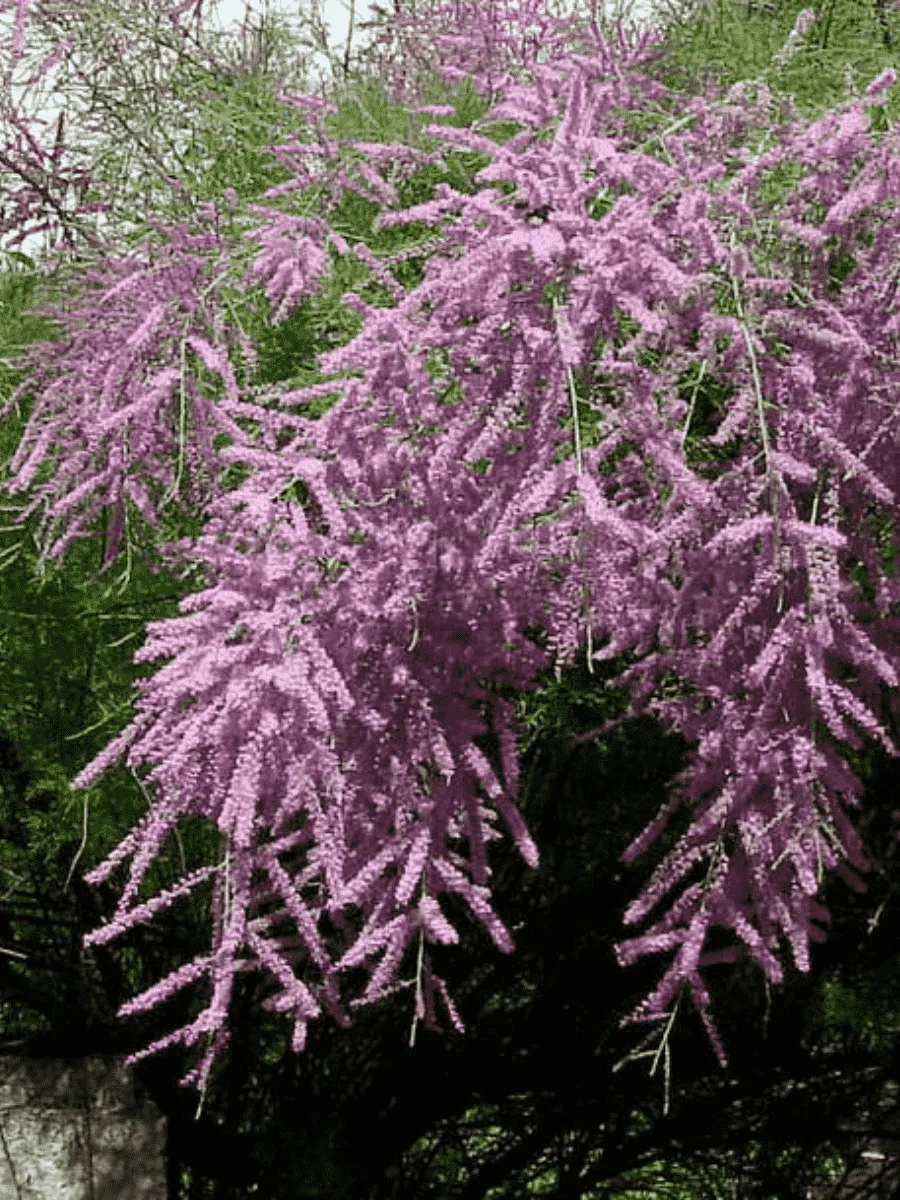 Тамарикс ветвистый