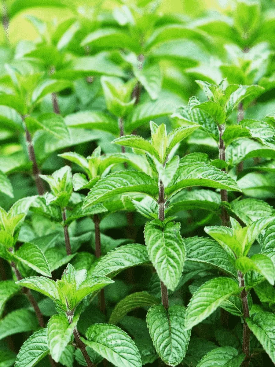 Мята Перечная Peppermint