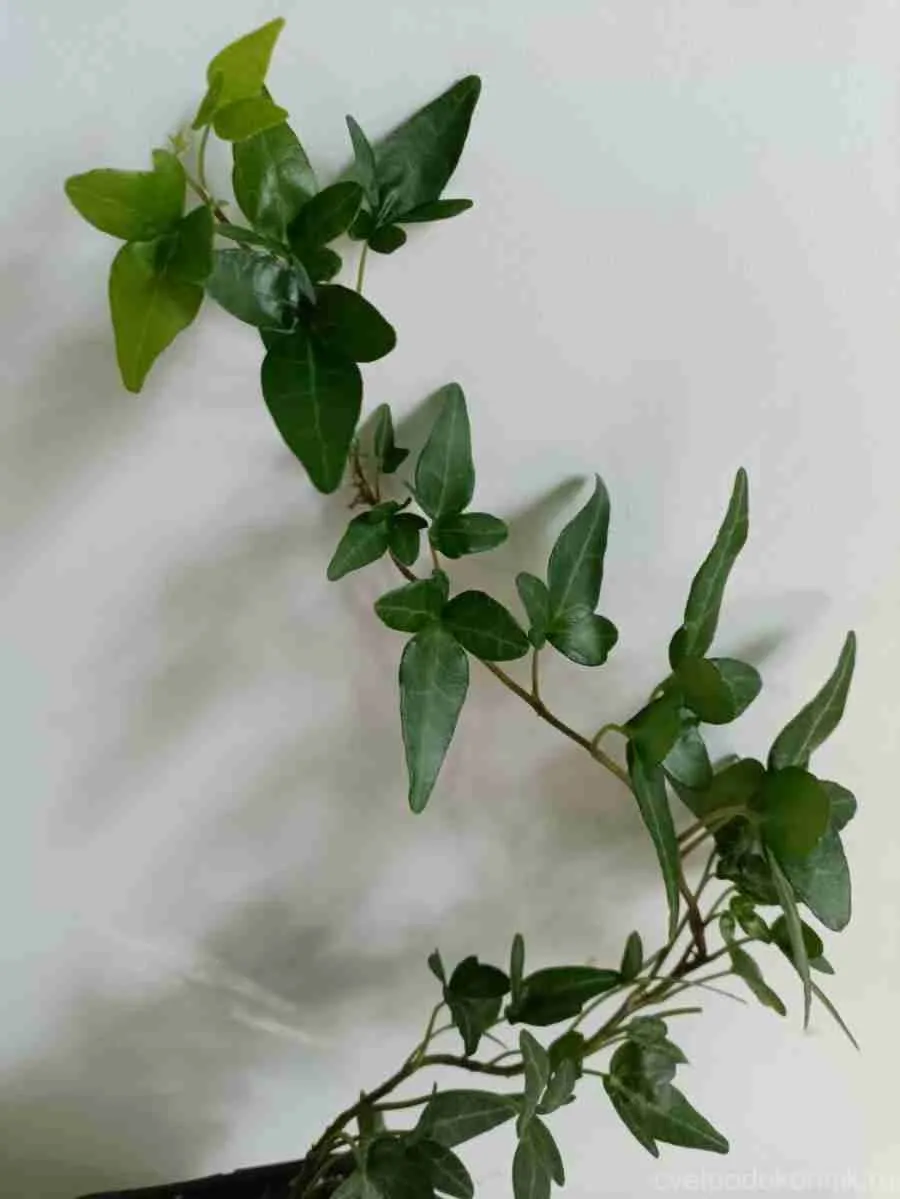 Плющ обыкновенный Shamrock