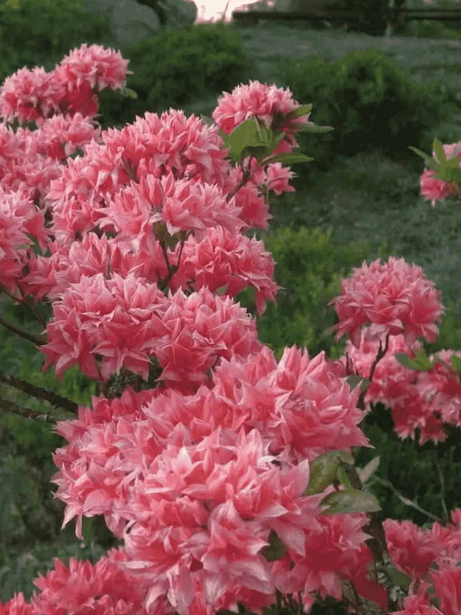 Азалия крупноцветковая Homebush