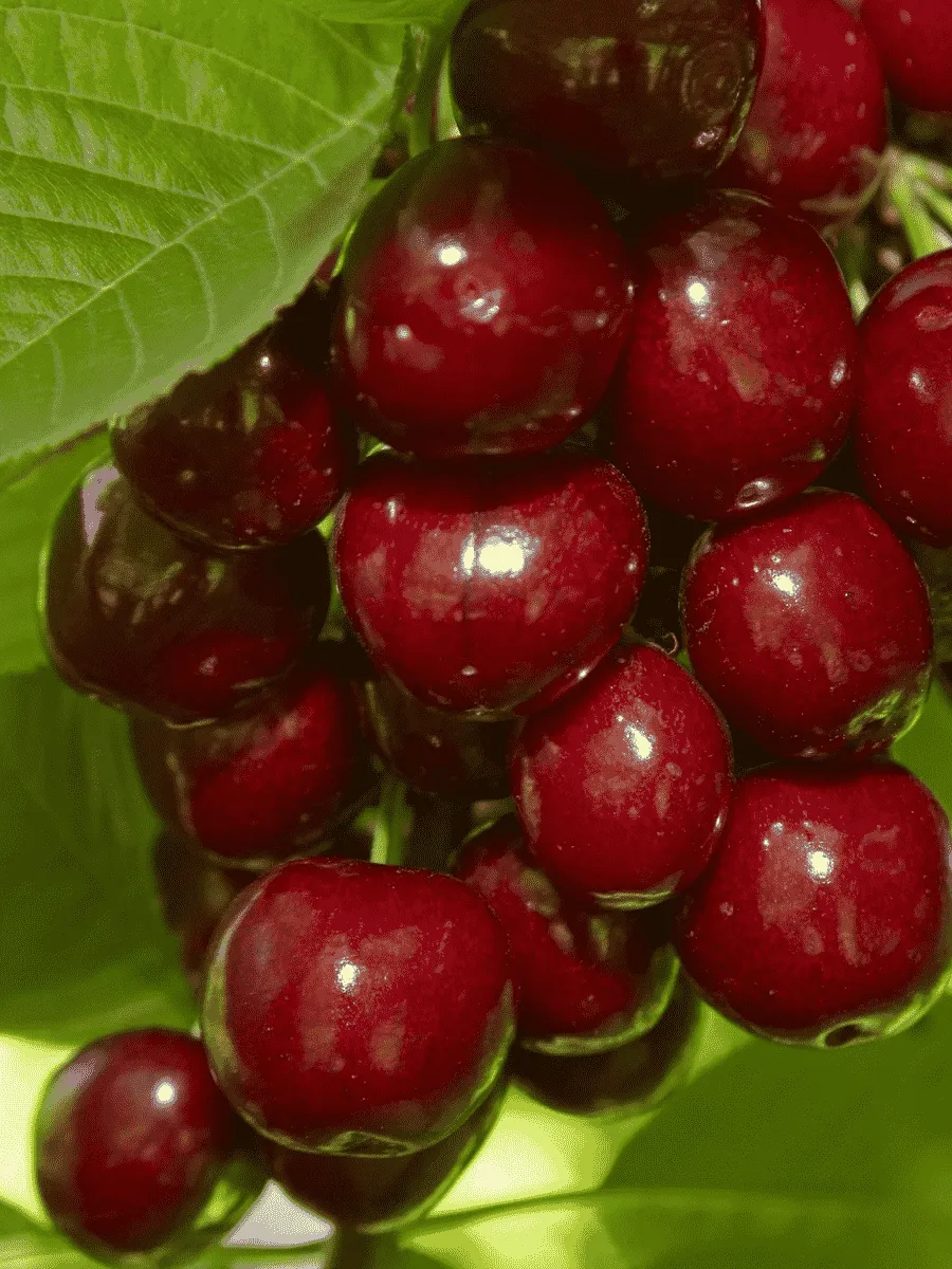 Вишня Молодежная