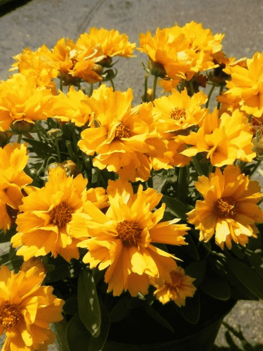 Кореопсис крупноцветковый Presto