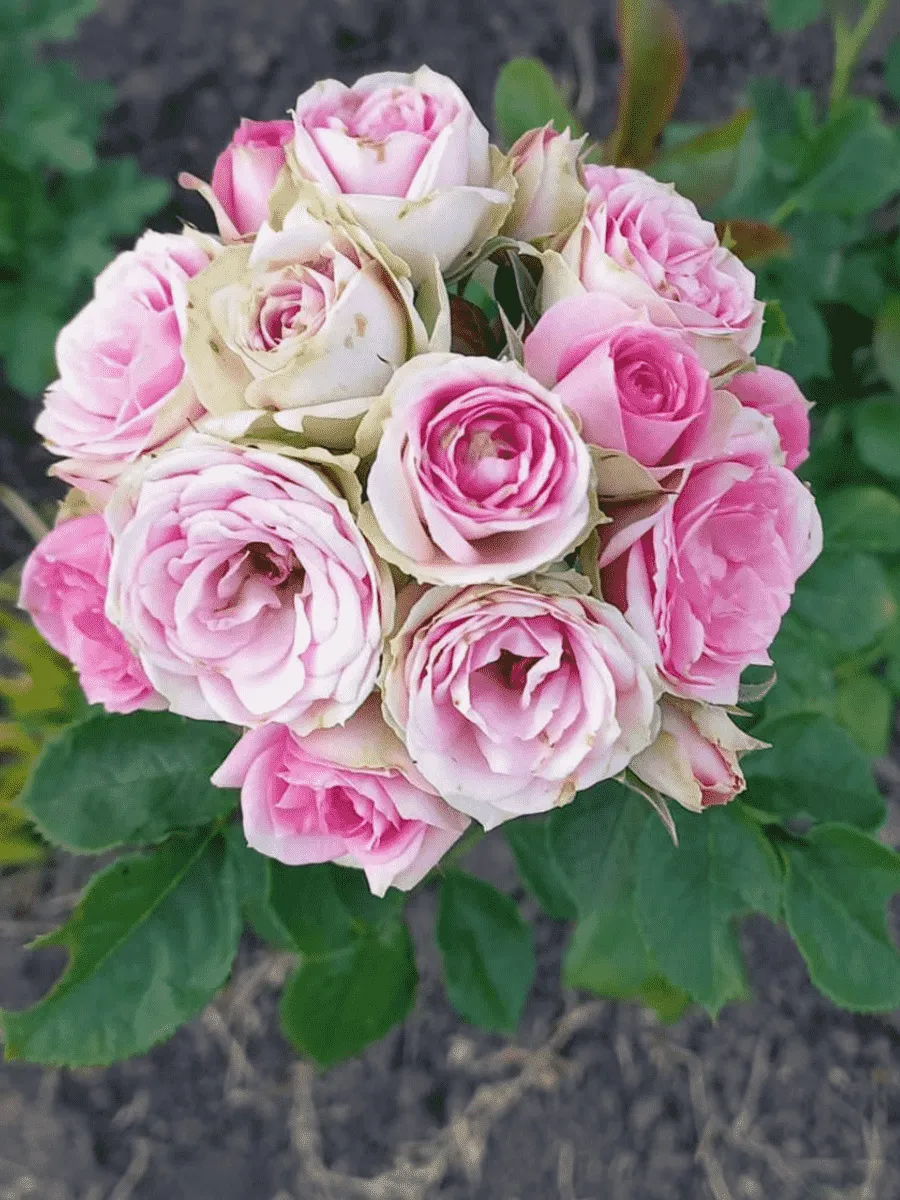 Роза спрей Mimi eden