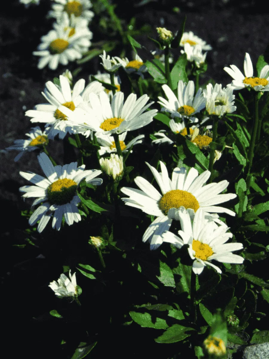 Нивяник наибольший Snow Lady