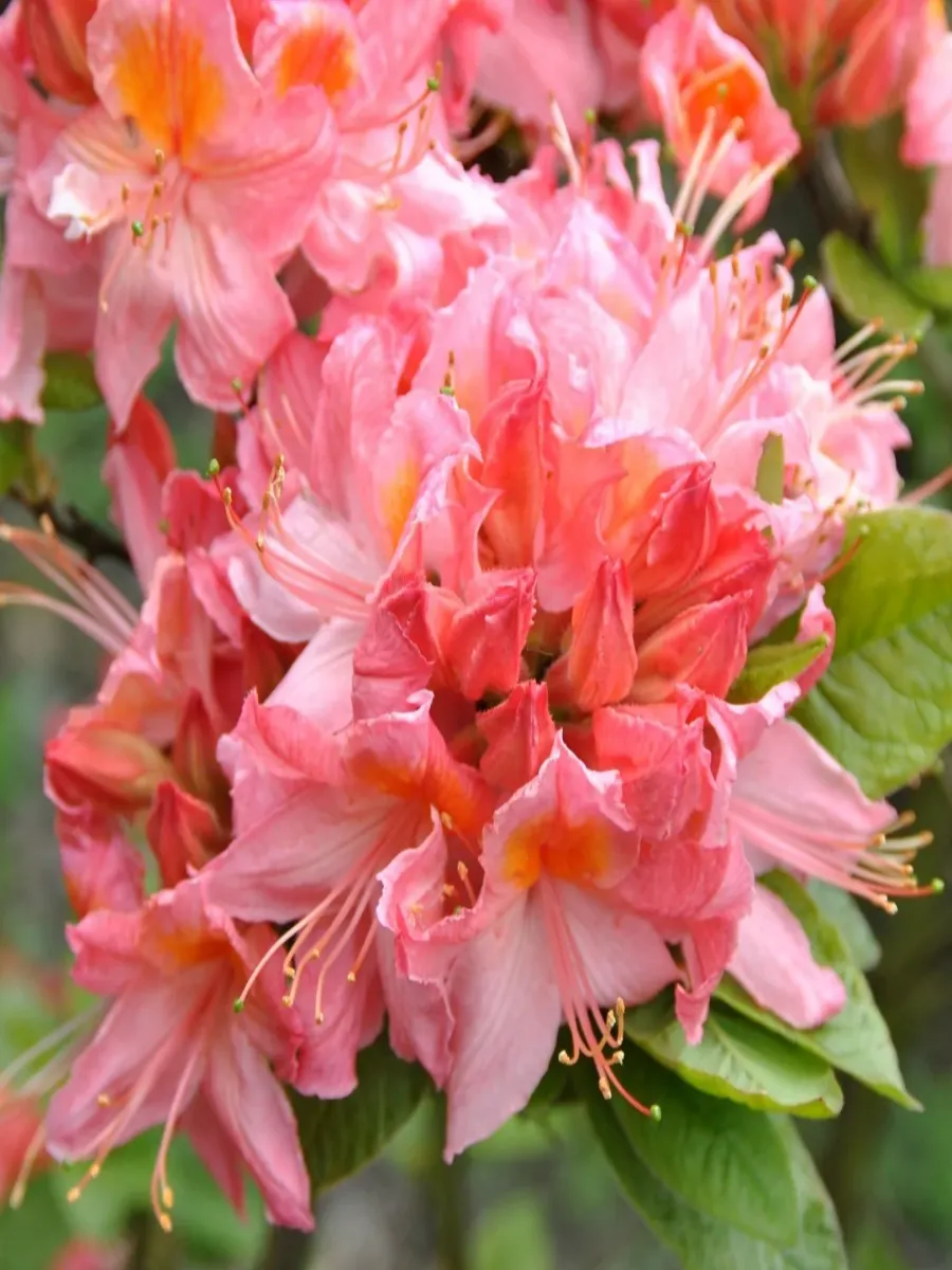 Азалия Pink Delight