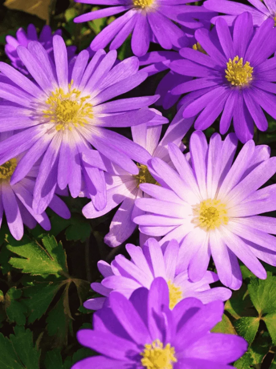 Анемона Charmer