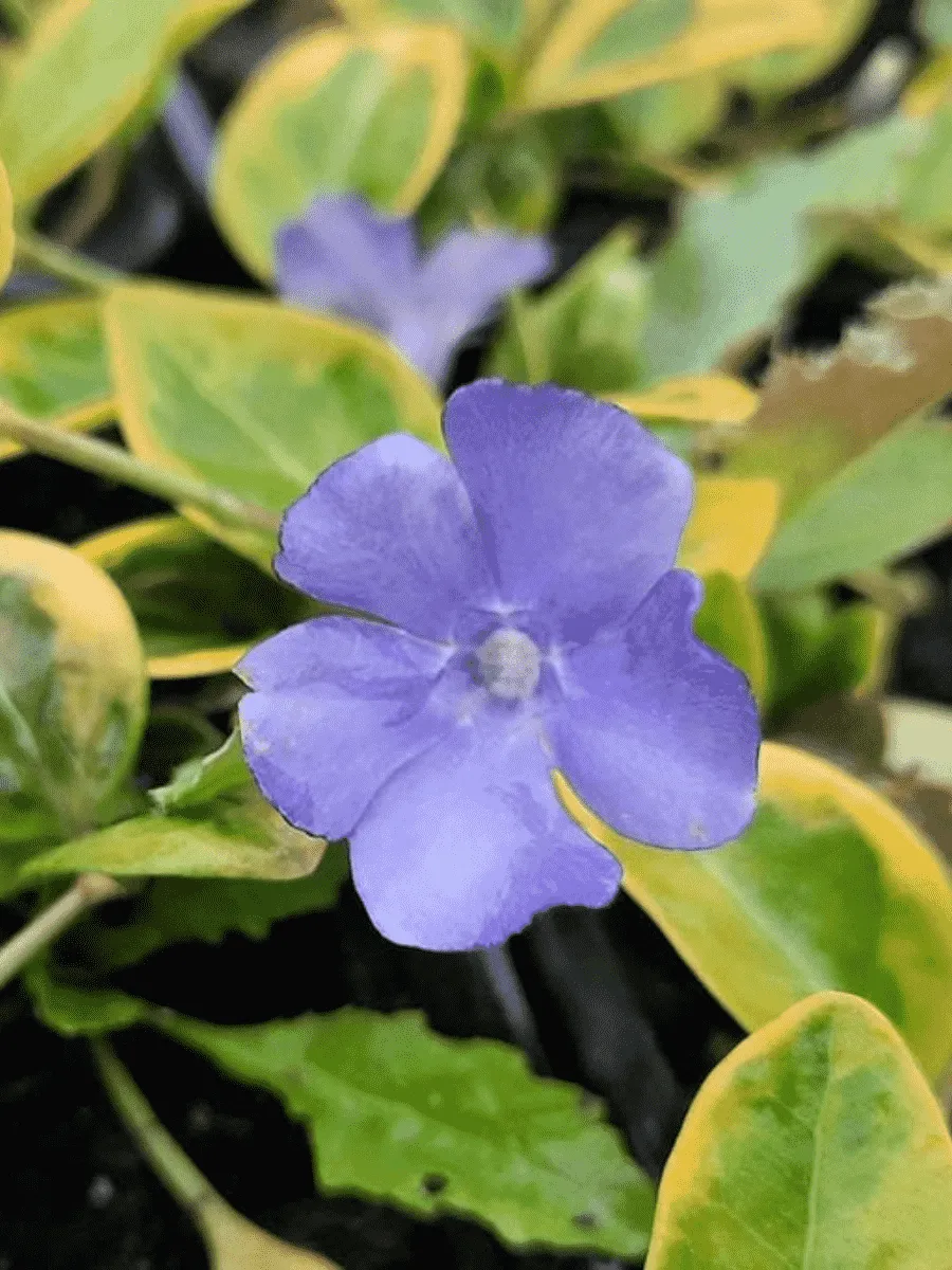 Барвинок малый Blue And Gold