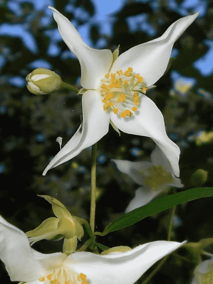 Чубушник Falconeri