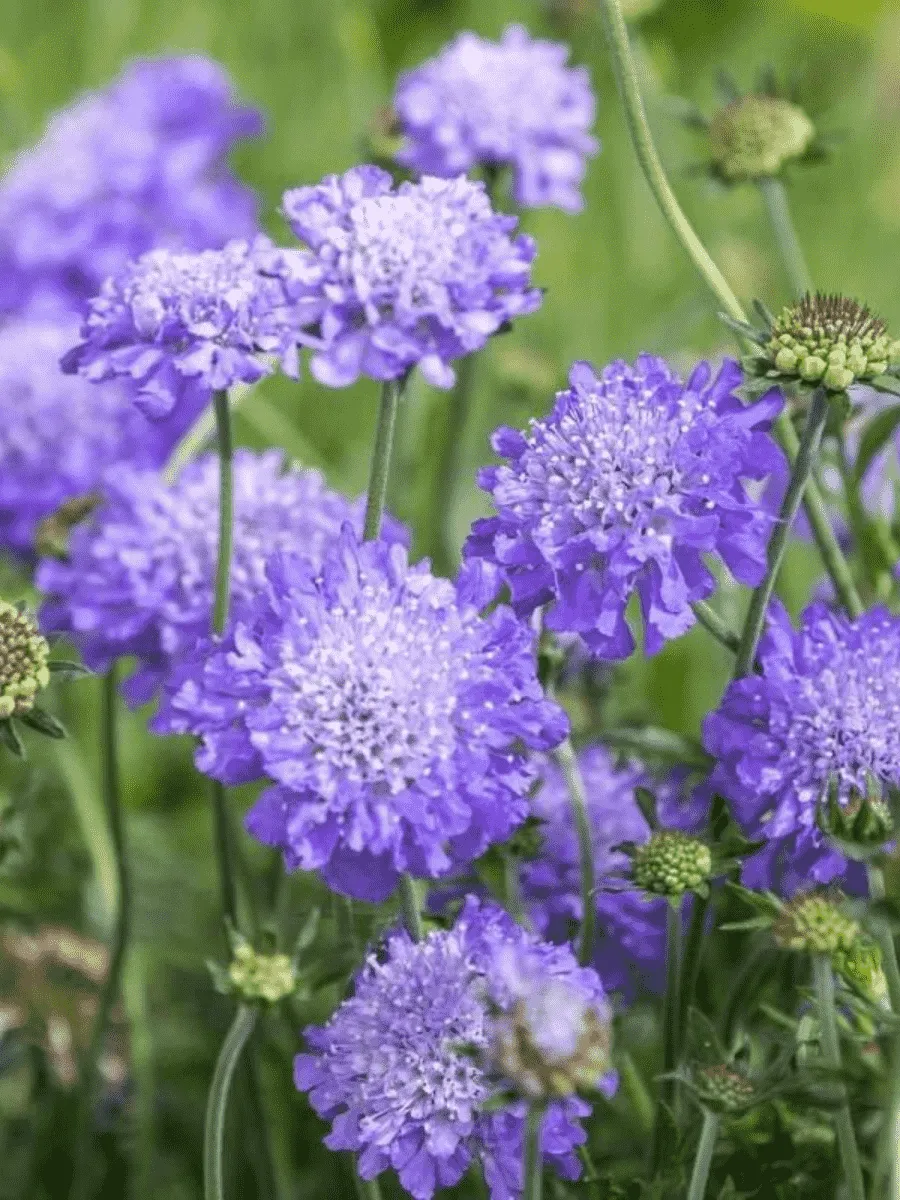 Короставник