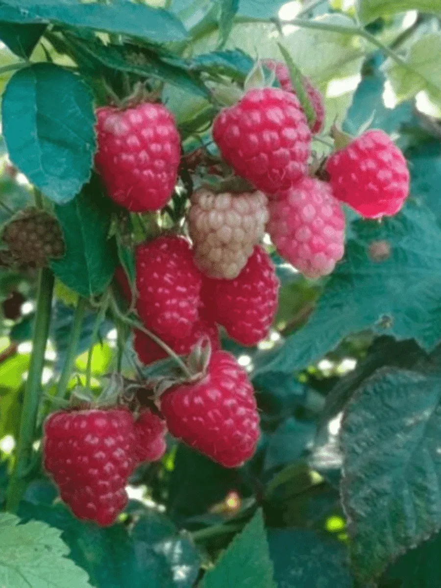 Малина ремонтантная Дочь Геракла