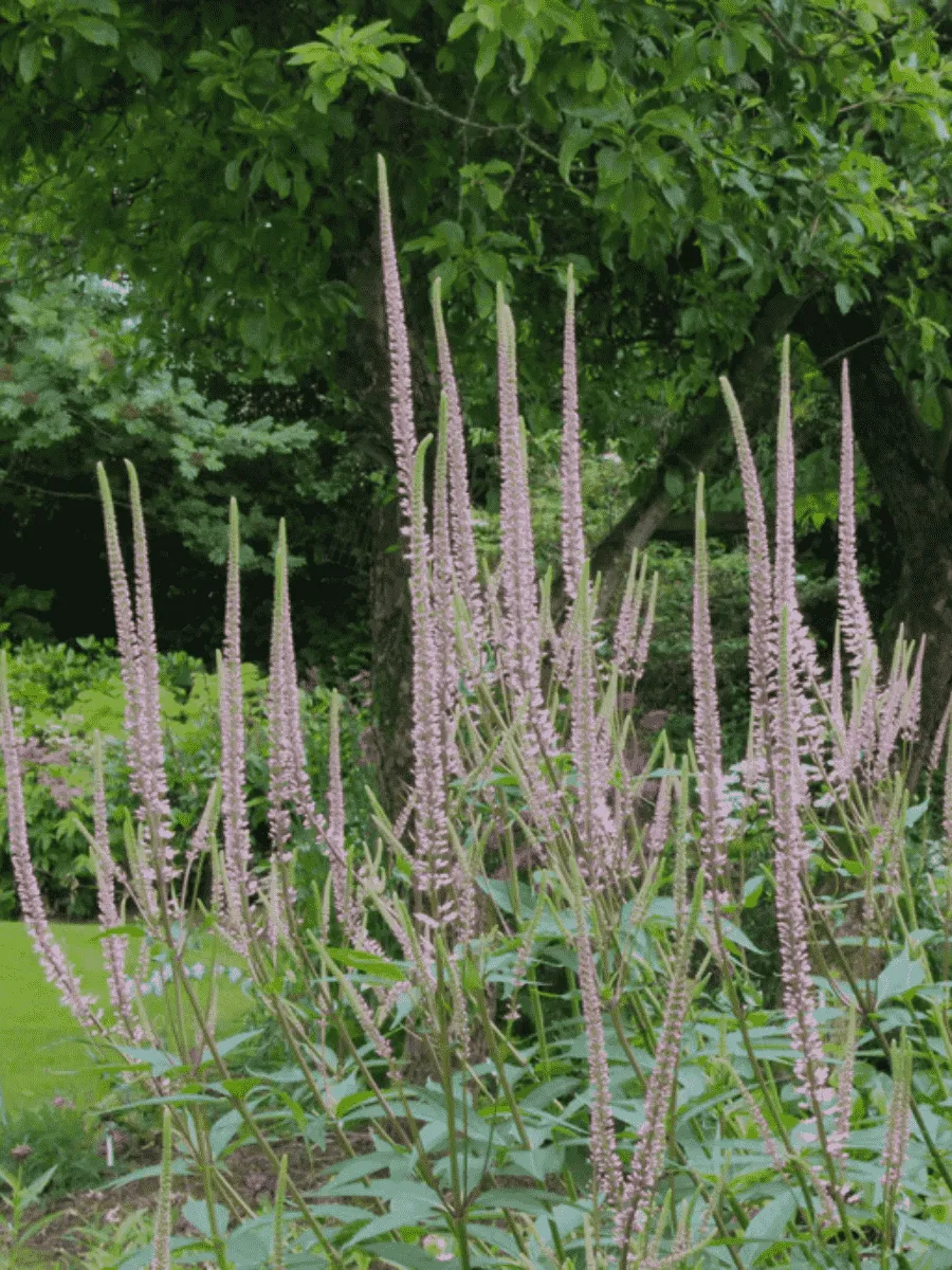 Вероникаструм виргинский Roseum