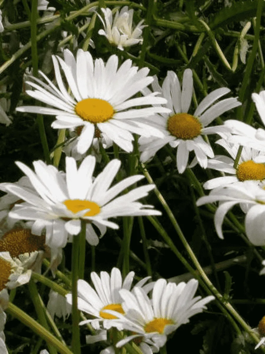 Нивяник наибольший May Queen