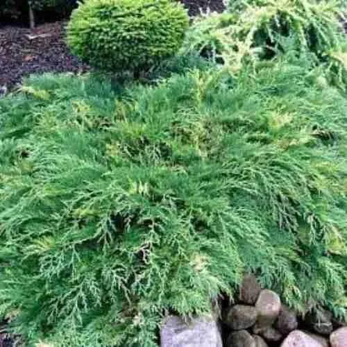 Микробиота перекрестнопарная Gold Spot