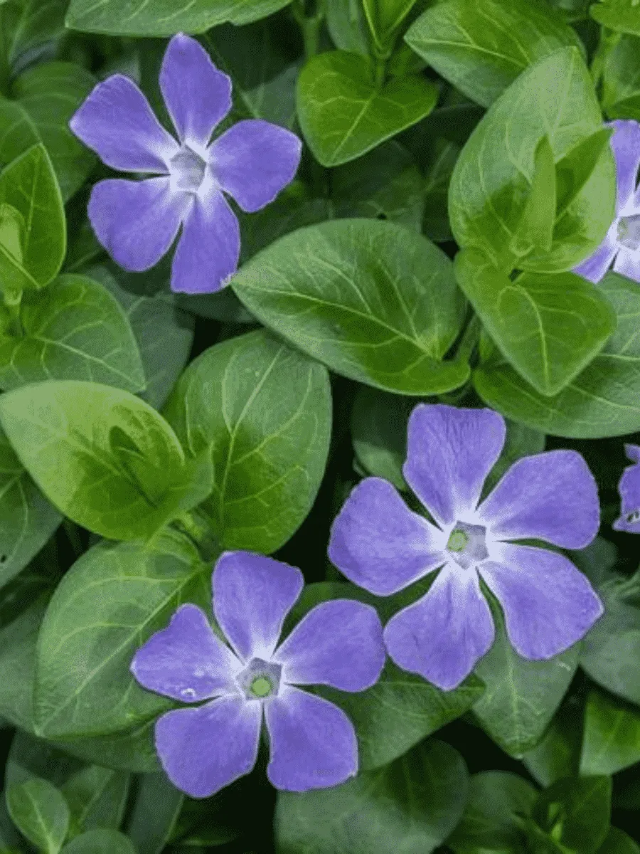 Барвинок большой