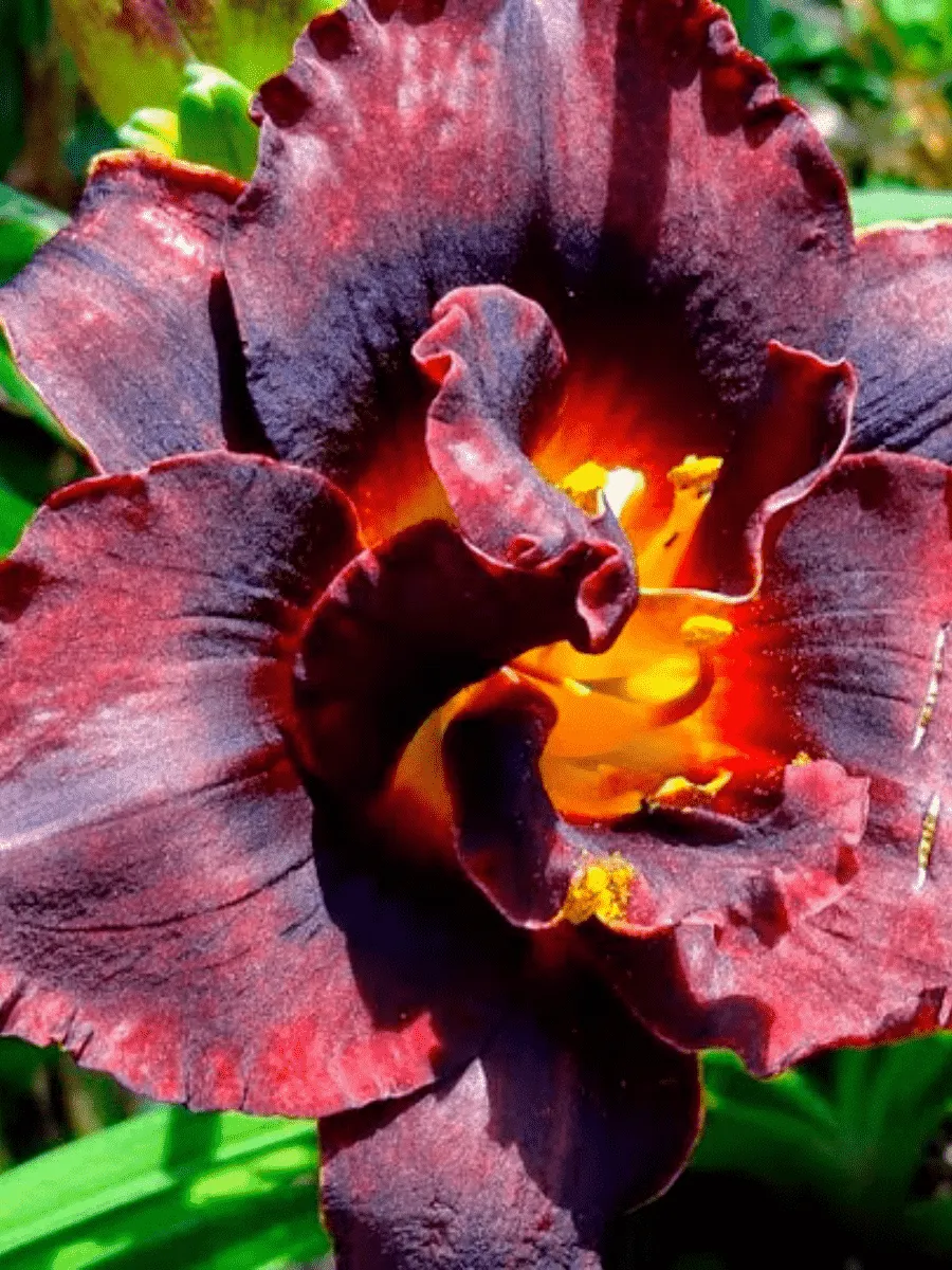 Лилейник Voodoo Dancer