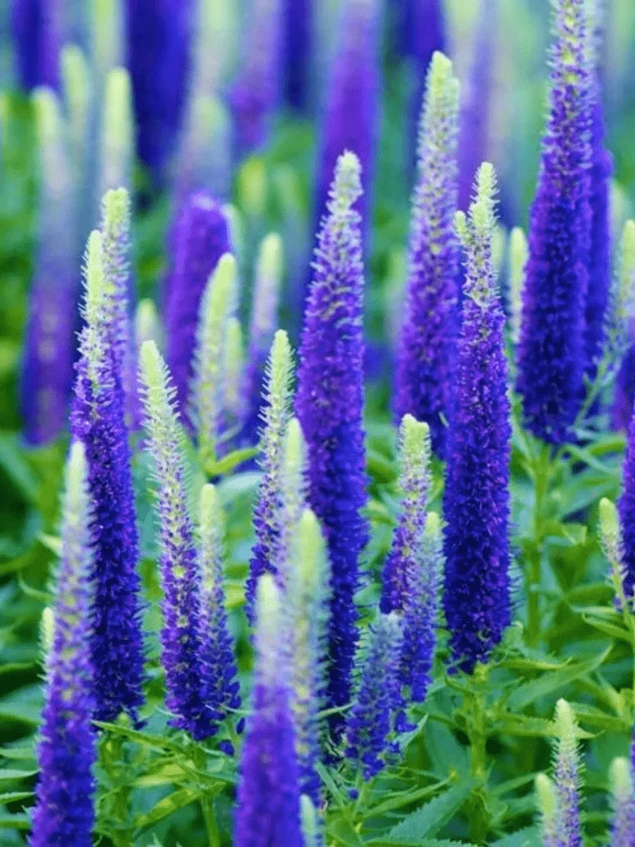 Вероника колосистая BLUE BOUQUET