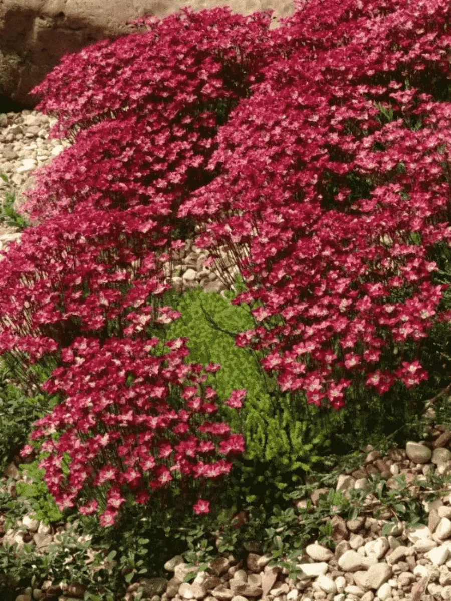 Камнеломка Арендса Ice Colours Pearl Red