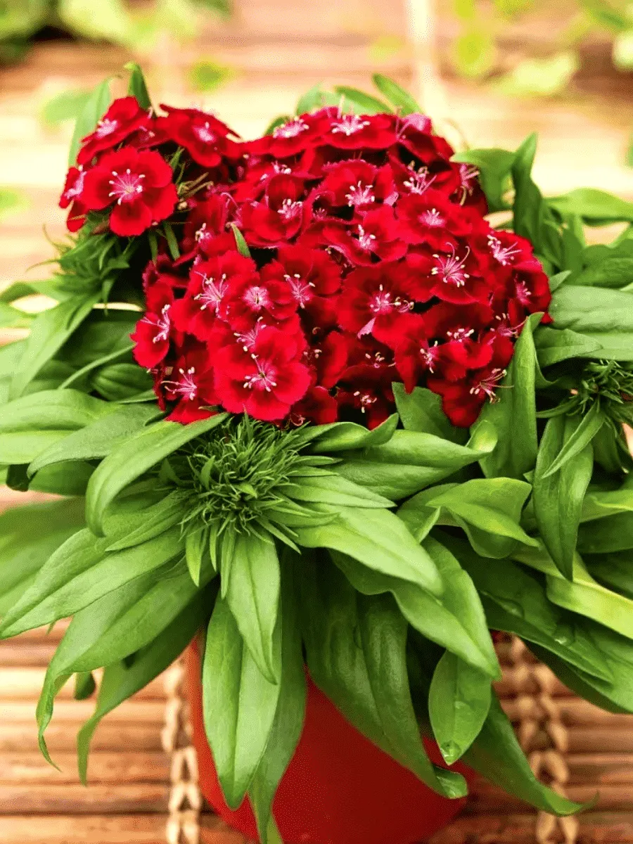 Гвоздика турецкая Barbarini Red