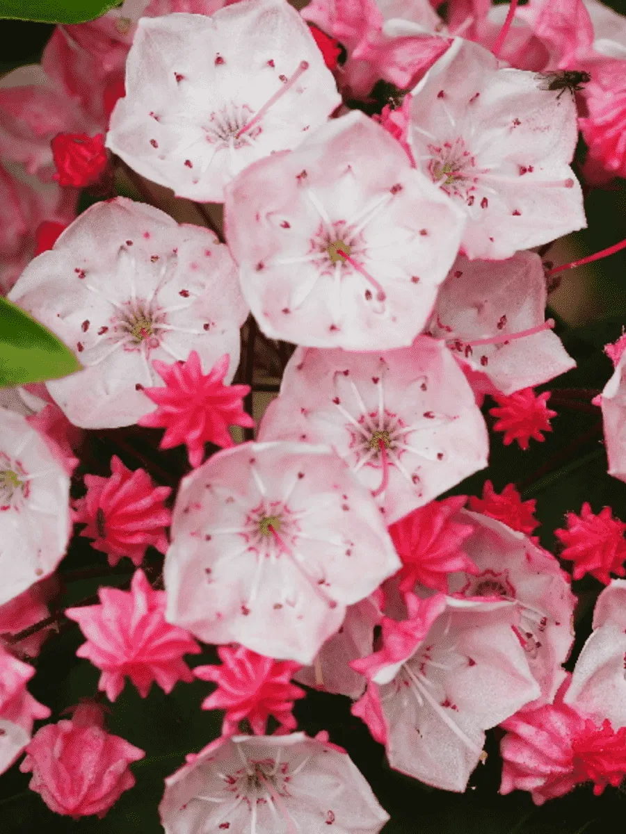 Кальмия широколистная Olivia