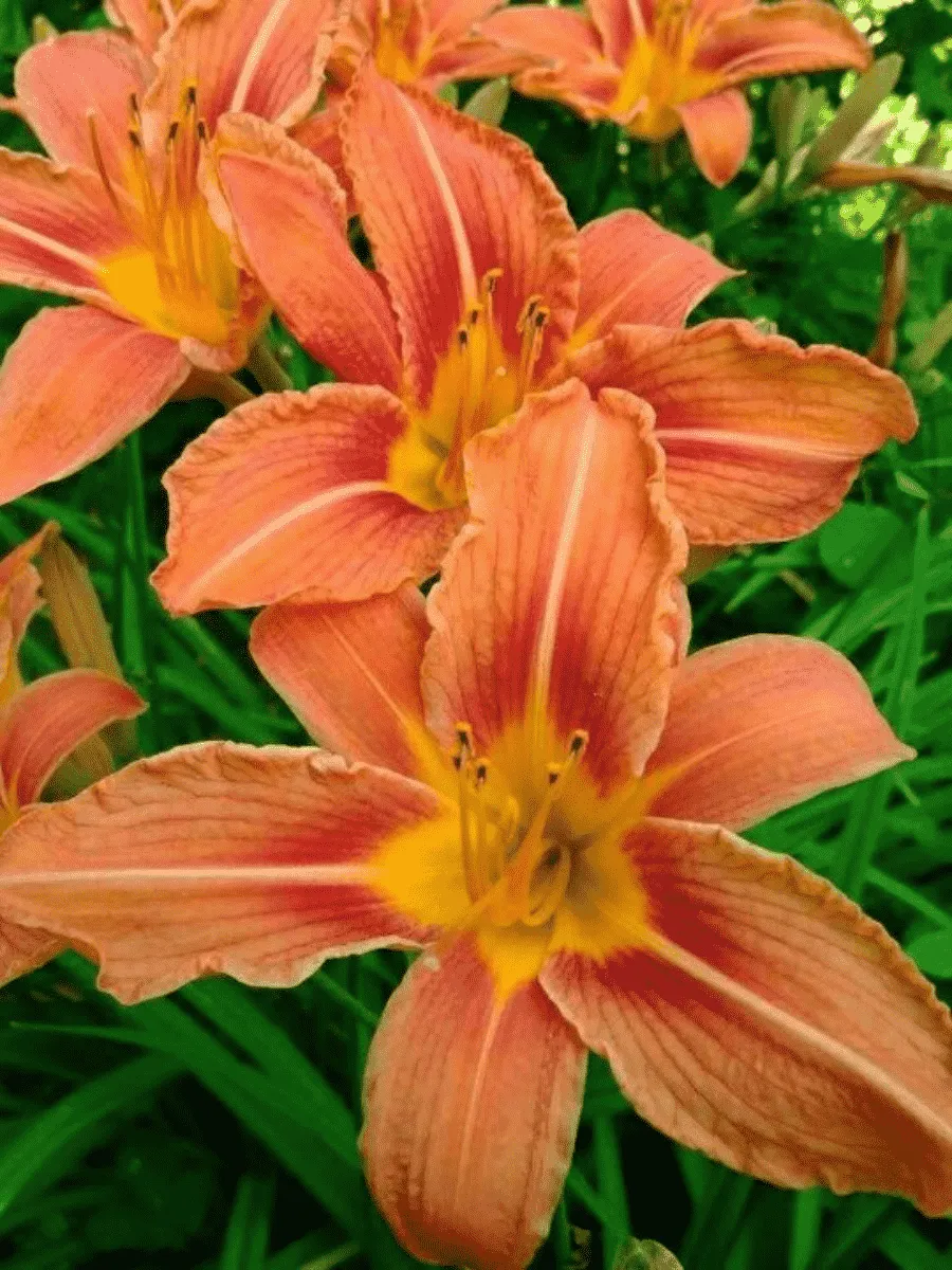 Лилейник оранжевый