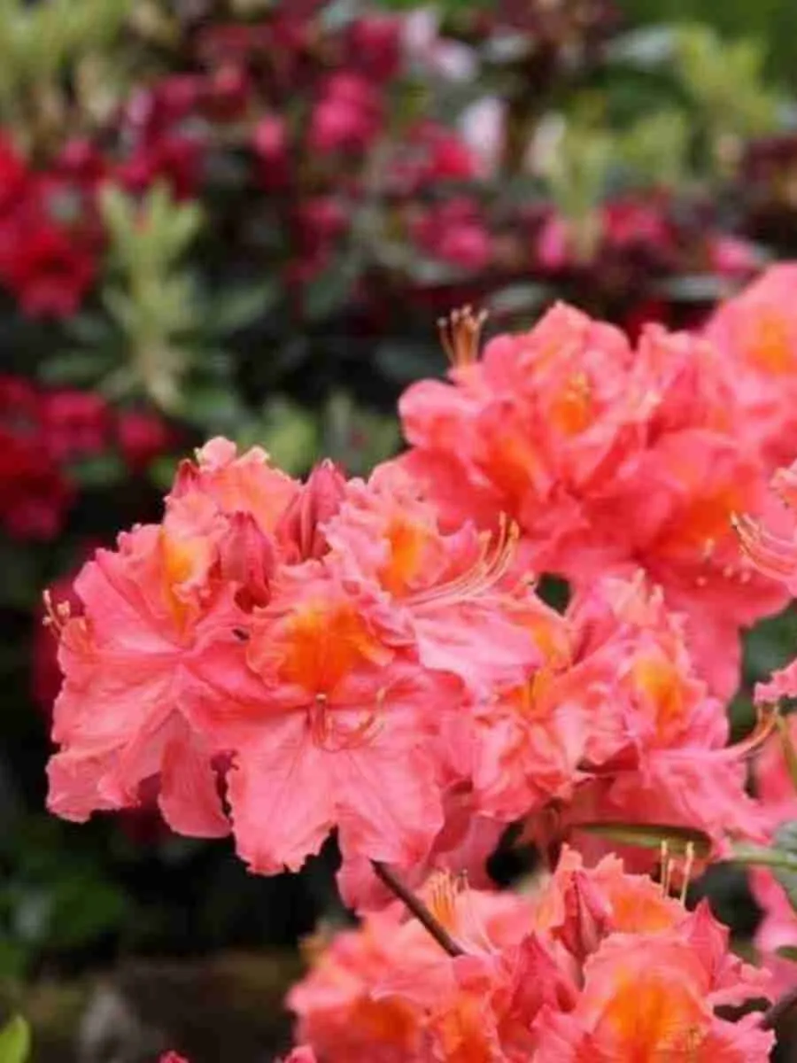 Азалия крупноцветковая Rosenkopfchen