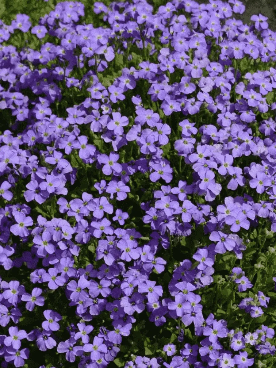 Аубриета Cascade Blue