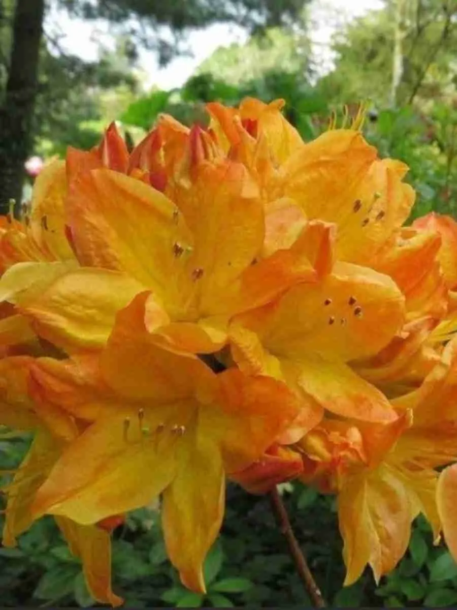 Азалия крупноцветковая Arneson Gem