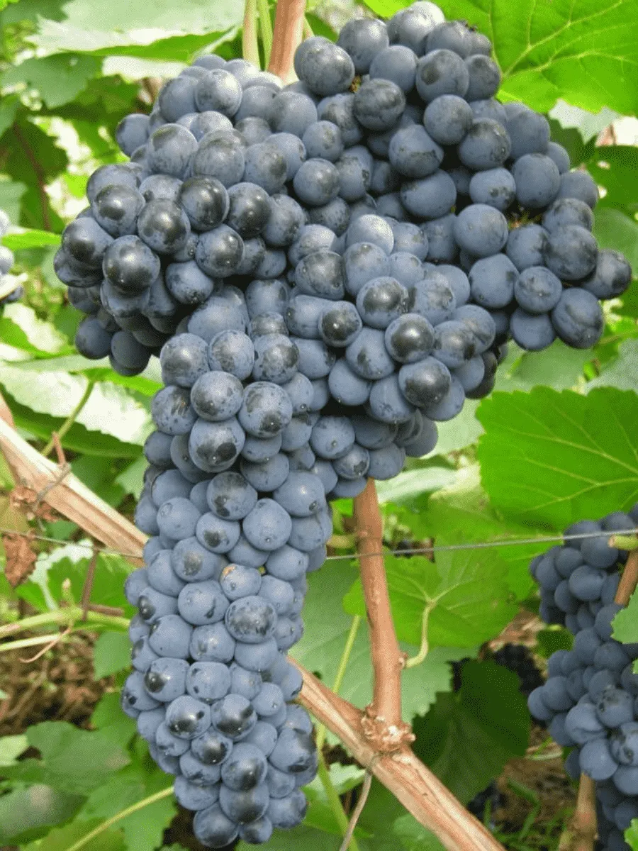 Виноград культурный Памяти Домбровской