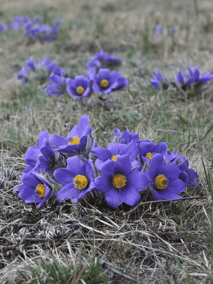 Прострел Турчанинова
