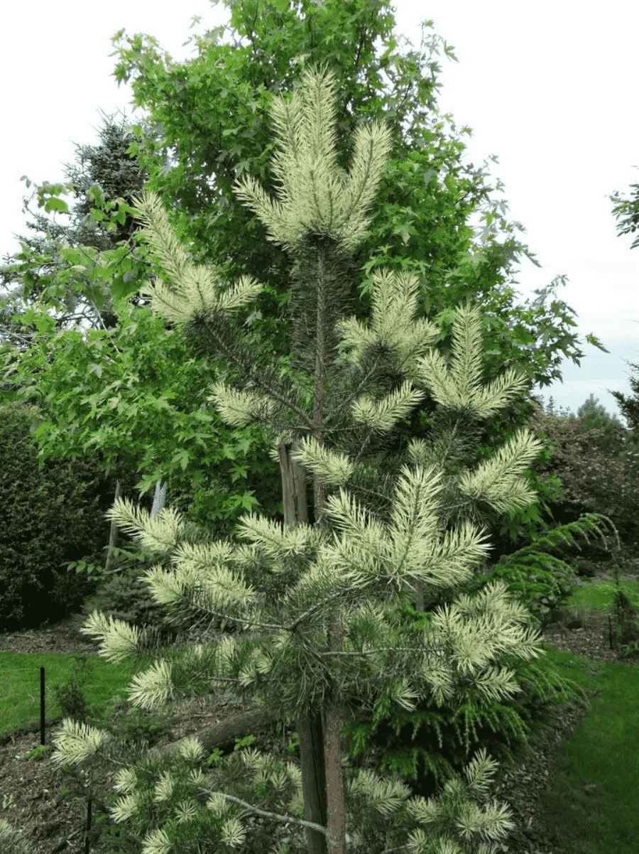 Сосна обыкновенная Bialogon