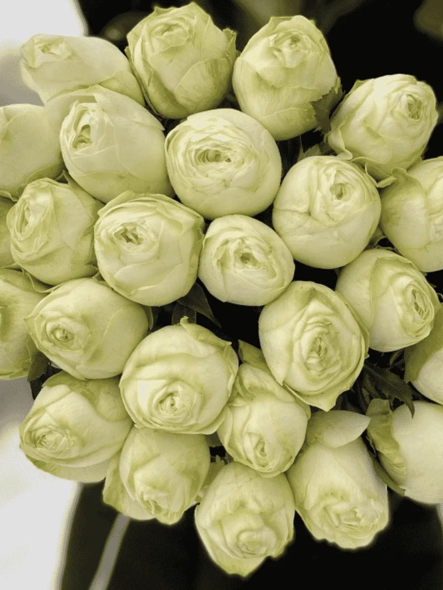 Роза чайно-гибридная Pure Blonde