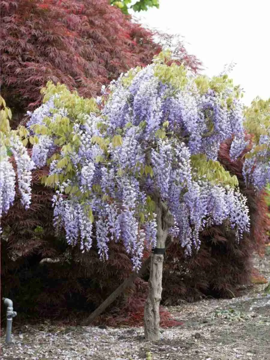 Глициния китайская Prolific