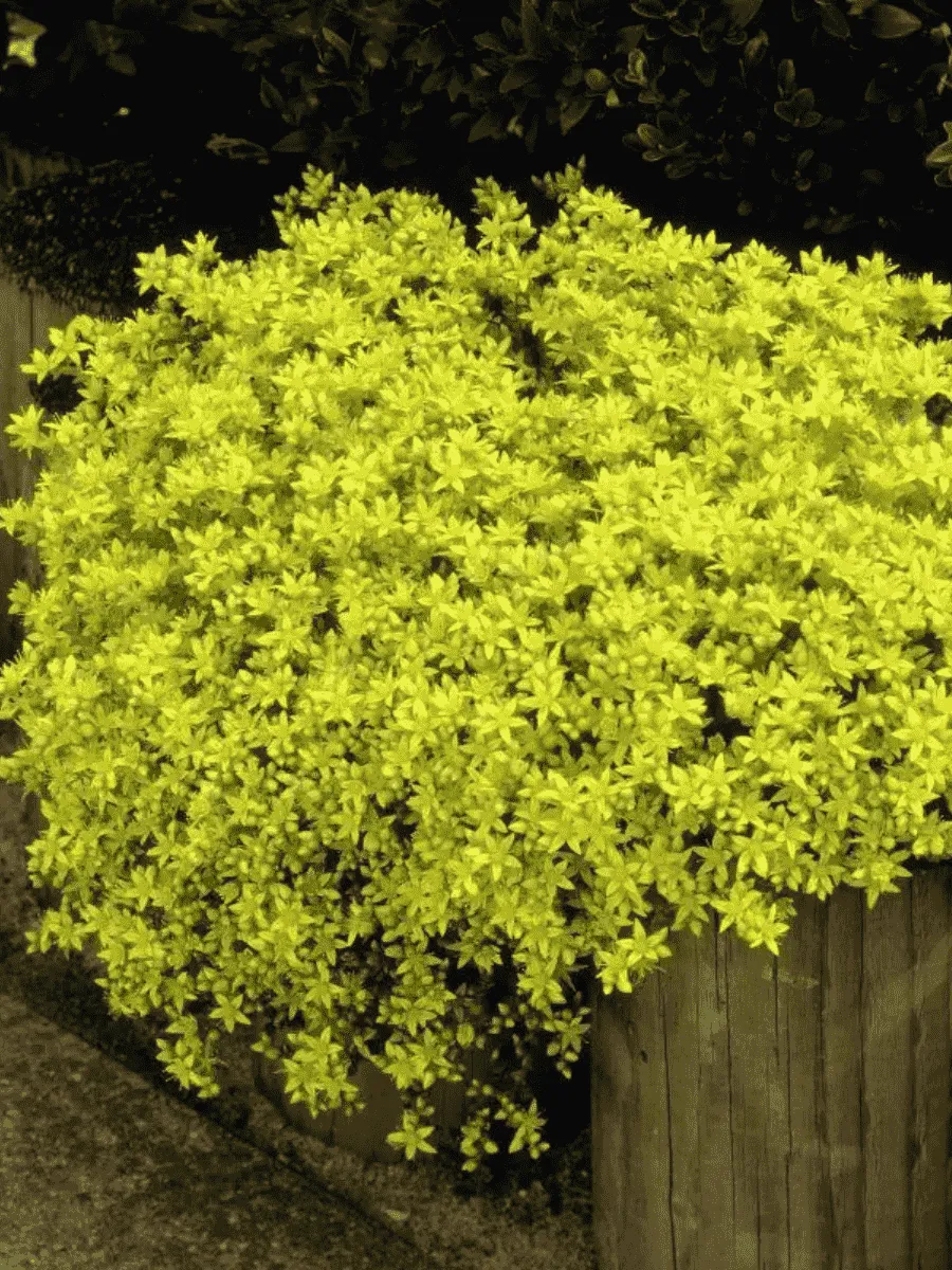 Очиток едкий Golden Queen